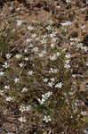 Pitcher's stitchwort